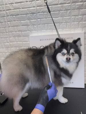 #pomsky #pomskypuppy #pomskylove #doggrooming #doggroomer 