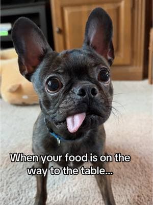 Those eager eyes.. #frenchton #frenchtonsoftiktok #hungrydog #cutedog #eager  #dogsoftiktok #dog #funny #giveittome #hopeful