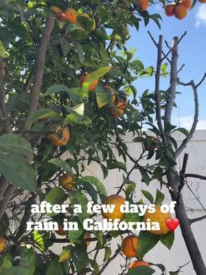 My place - the garden 👩🏻‍🌾❤️  #gardening #gardentok #citrustree #growyourownfood #growyourfood #gardentoplate #gardentotable #avocadotree #orangetree 