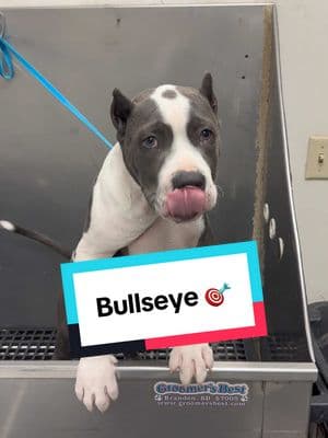 Bullseye the puppy 🎯 #pitbull #pittiesoftiktok #pitties #puppytiktok #bullybreeds #doggrooming #dogbath #tutorial 