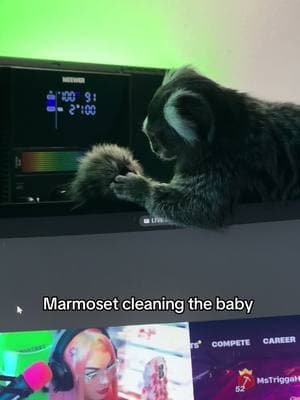 #marmosetmonkey #marmoset 