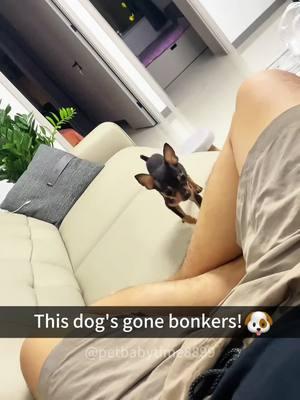 My dog went crazy#dog #dogsoftiktok #foryou #fypシ゚viral #funny #dogs #fypシ #fyp 