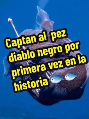 La Organización No Gubernamental, Condrik, dio a conocer el avistamiento del pez diablo negro, conocido también como “rape abisal adulto” (Melanocetus Johnson). La vista del ejemplar se dio a 2 km de la costa de Tenerife, durante una de las campañas de investigación que realiza la organización dedicada a la conservación y divulgación de todo lo que tenga que ver con tiburones y rayas. #misterios #pezdiablo #pez #buscandoanemo #mar #oceano #tiburones #paratiiiiiiiiiiiiiiiiiiiiiiiiiiiiiii #breakingnews #fypシ #usa 