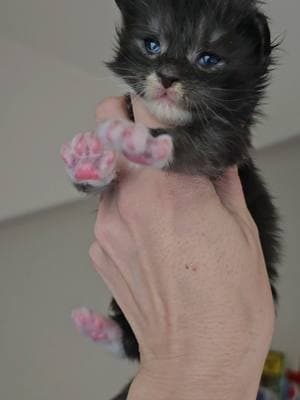 Maine Coon Kittens, 1.5 weeks old! #mainecoonkitten #mainecoon #boylescreekside 