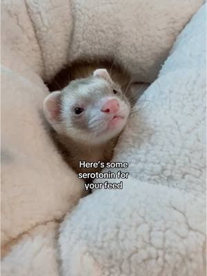 ✨ Serotonin slinkies ✨ #ferret #ferrettok #cuteanimals #huron #pets #hyunjin #ferretvideos #animals #