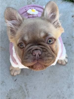 Her puppy eyes😍😍🧸🧸 #frenchies #frenchiesoftiktok #frenchiepuppy #puppy #puppytiktok #frenchy #frenchietok #frenchielife #frenchielover #frenchiebabyy #puppysoftiktok #frenchiedaily #frenchypuppy #frenchiepup #frenchiepuppies #puppyloversoftiktok #bulldogsoftiktok #pup #bulldogpuppy #bulldogfrances #frenchbulldogsoftiktok #frenchbulldogpuppy #frenchbulldoglife #frenchbulldogsofinstagram #frenchbulldogs4life #frenchbulldogmoments #puppygirl #frenchiecalifornia #napavalley #sweetbabygirl #rojofrenchbulldog #rojofrenchie  