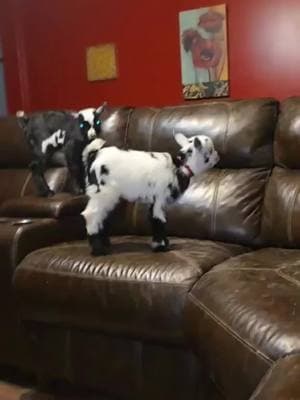 The boys playing #babygoats #babygoat #babygoatsoftiktok #bottlebabygoat #fyp #fypシ #adorableanimals #foryoupage #foryourpage #PetsOfTikTok #goats #goatsoftiktok #goat🐐 #goattok #nigeriandwarfgoatsoftiktok #animals 