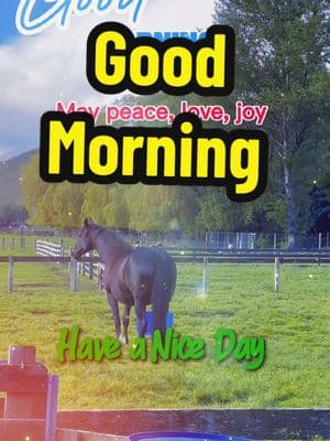 #goodmorning #buenosdias #naturevibes #horses #caballos #nature#naturelover #donwilliams #country #pasto #newzealand #newzealandtravel #nz #nztravel #newzealand #fairlie #worldtok #coffee 