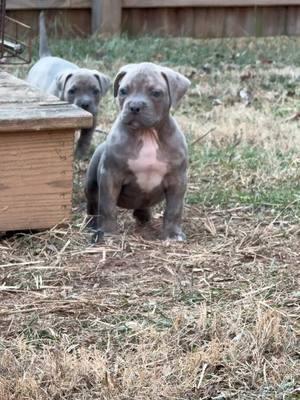 DNK puppies are built different 💪🏽😎💙 #bullybandits #bluepuppies #bluebrindle #americanbullies #americanbulldogs #presacanario #boerboel #pitbulls #bulldogs #bullybreeds 