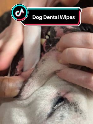 Wish I found these sooner 🦷🐶 #dogteeth #cleaningdogteeth #dogcleaningteeth #brushingdogteeth #dogteethwipes #dogwipes #creatorsearchinsights