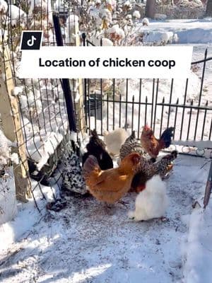 When deciding on a coop location be sure to take winter weather into consideration.  Remembering that snows needs to be removed to be able to get back to the coop run to collect eggs and refill waterers even on the snowiest days.  Our coop is close enough to our home for easy access and not too much shoveling in the winter.  It’s good to have adequate drainage especially when the snow starts melting to prevent muddy conditions which will end up on fresh eggs.  Having the coop run protected from predators and wind exposure is essential through winter.  #homesteading #winterchickencare #backyardchivkens #chickenlife #chickenkeeping #fresheggs #sustainableliving #chickencoop #chickenplanning #sendingsmiles ✌️❤️🤗🐓