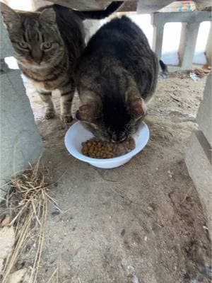 Saturday Breakfast w/Daily Hiss #fyp #dailyhiss #cats #feralcat #feralcatsoftiktok #feralcats #cat #catlovers #tnr #tnrworks #trapneuterreturn #helpcontrolthepetpopulation #spayandneuteryourcats #cattok #worldtiktok 