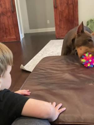 Babies 👶 Vs DOG 🐶 #2025 #duet #dog #onthisday #dobiewonkenobi #basketball #ball #baby #tiktok #toddlersoftiktok #doberman #doglover #fun #memphis #tennessee #usa #fundog #funny #babiesoftiktok #doglover #Love #dogmom #dad #mom #beauty #humor #house 