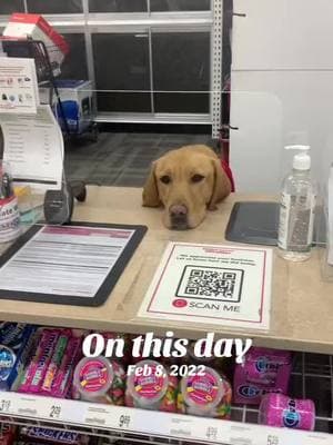 #onthisday #servicedog #servicedogintrainingpuppy #servicedogintraining #servicedoglife #servicedoghandler #servicedogteam #psychiatricservicedog #autismservicedog #ptsdservicedog #psychiatricservicedogssavelives #sdit #servicedogintraining #DogTraining #servicedogschangelives #servicedogeducation #servicedogsgetdaysoff #servicedogsoftiktok #mentalhealthmatters #MentalHealthAwareness #endthestigma #selfharmsurvivor 