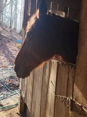 He's dirty but he feels good.  #barnlife #horses #appalachia #standardbredsoftiktok 