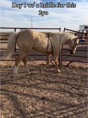 Jessica is just so naturally talented at everything she does #borntabefamous #filly #fyp #horsesoftiktok #horses #horsegirl #barrelracingtok #barrelhorse #horsetrainer #horsetok 