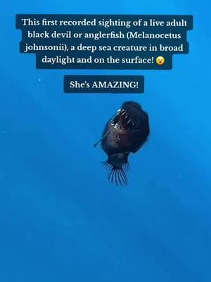 #deepsea #deepseaabyss #ocean  #melanocetusjohnsonii #rare #itsasign #deepseaanglerfish #blackdevilfish #powerful #female #inspiring #yearofthegoddess #january2025 #aquarius #ageofaquarius 