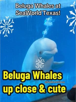 SeaWorld Texas has a bunch of beluga whales that are apart of the Ocean Discovery show at the San Antonio park! 🐳😍❤️ #seaworld #orca #orcaencounter #killerwhale #insidelook #standwithseaworld #seaworldrescue #orlando #sanantonio #seaworldsanantonio #seaworldtexas #seaworldcares #seaworldsandiego #seaworldcalifornia #dolphinadventures #beluga #belugawhales #sandiego #seaworldorlando #seaworldflorida #dinewithorcas #cetacean #dolphin #killerwhales #seaworldchristmas #longervideos #dolphinsoftiktok #dolphintok #seaworldvideos #fyp #fy #foryou #foryoupage #fypシ #fypage #orcasoftiktok #trending #trendingnow #seaworldorcas #whale #animals #animalsoftiktok #dinewithorcas #orcas #seaworldorcas #seaworldparks #oneocean #shamu #shamuadventure #animals #viral #blowthisup #video #viralditiktok #viral_video #viralvideos #f #fypシviral #fyppppppppppppppppppppppp #fypp #foru #foryoupage❤️❤️ #foryourpage #tiktok #tiktoker #trendingfyp #trendingtiktok #whales #whalesoftiktok #orcawhale #cute #cuteanimals #seaworldparks #virall #duet #edits #humor #teamworkifb #teamwork #dolphintale #dolphincalf #dolphinnursery #following #follower #followback #famous #rescue #fyp≥°viral #fypppppppppppppppppp #fyy #fyyyyyYYYYYYYYVVYVYY  #foryou #foryo #foryoupage #cutedolphin #bottlenosedolphins #Summer #vacation #vaca #vacationmode #travel #fun #funny #follow #followme #bestvideo #thisis4u #featurethis 