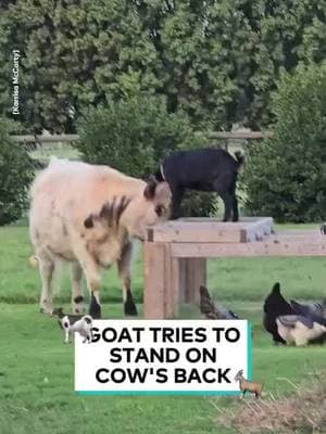 CUTE DUO🥰🥰🥰#GOAT #COW Come and join the Growth Network. We are expanding our community. Let us help you expand yours, come join us on this amazing journey. #grow #growth #growthmindset #growingup #grown #live #livemusic #livestream #livelaughlove #catlife #katz #road #creatorsearchinsights #fyppppppppppppppppppppppp #creative #artist #photography #fypシ #fyp #arizona #fypツ #catsoftiktok #cat #cats #catlover #cattok #catmom #roadtrip #katz #forupage #4 #4upage #4you #4yp #4youpage #animal #animalsoftiktok #animalsoftiktok #dance #sanctuary #animalrescue  #sanctuary #animalsanctuary  #animallover #animalshelter #animalworld #pet #PetsOfTikTok #pets #petlover #petlife #petsupplies #cat #catsoftiktok #cats #catlover #cattok #catmom #catlife #dog #dogsoftiktok #dogs #dogsofttiktok #doglover #dogmom #dogtok #doggo #DogTraining #doglife #motivation #motivational #motivationalvideo #motivationalquotes #motivate 