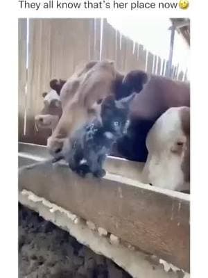 TOP KITTY!! 🐈🐈🐈 THAT STRUT IS ADORABLE!!! 🥰🥰🥰 #COWS Come and join the Growth Network. We are expanding our community. Let us help you expand yours, come join us on this amazing journey. #grow #growth #growthmindset #growingup #grown #live #livemusic #livestream #livelaughlove #catlife #katz #road #creatorsearchinsights #fyppppppppppppppppppppppp #creative #artist #photography #fypシ #fyp #arizona #fypツ #catsoftiktok #cat #cats #catlover #cattok #catmom #roadtrip #katz #forupage #4 #4upage #4you #4yp #4youpage #animal #animalsoftiktok #animalsoftiktok #dance #sanctuary #animalrescue  #sanctuary #animalsanctuary  #animallover #animalshelter #animalworld #pet #PetsOfTikTok #pets #petlover #petlife #petsupplies #cat #catsoftiktok #cats #catlover #cattok #catmom #catlife #dog #dogsoftiktok #dogs #dogsofttiktok #doglover #dogmom #dogtok #doggo #DogTraining #doglife #motivation #motivational #motivationalvideo #motivationalquotes #motivate 