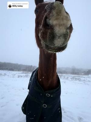 Replying to @Saira  Wilbur today❤️ #horse #equestrian #horsegirl #chestnuthorse #hanoverian #warmblood #dressagehorse #horselove #horselover #prettyhorse #snow #winter #winterhorses #horseriding #horserider #horsesoftiktok #horsetok 