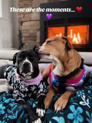 #foryou #foryoupage #sisters #dog #dogs #FurRescueFashions #FurRescueFam #Pitties