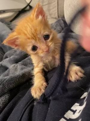 #EDS #EDScat #ehlersdanloscat #ehlersdanlos #tinykitten #kitten #fosterkitten #fosterfail #orangetabby #gingergirl #cutie #cutiepie #sweetbaby #babycat #specialneedscat #catmom #sillykitty #kitty #kittycat #meow #😻 #joya #lifeofjoya #furbaby #sweetgirl #little #littlekitty #littlekitten #catmama #meow #furbabies #kittenvideo #catvideo #fyp #sweet #seeetheart #😻 #🧡 