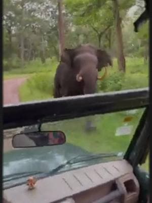 Elephant attack #foryoupage #fyp #viral #trending #wildlife #wildanimals #wild #elephant #junglelife #pleaseunfreezemyaccount