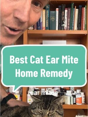 Cat shaking head and scratching his ears? Awesome Cat Ear Mite Home Remedy! #earmites #cathealth #catear #sickcat #homeremedies 