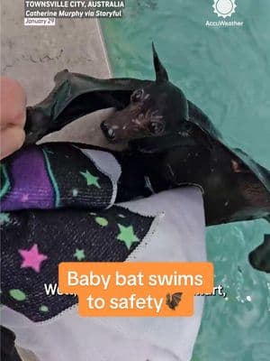 A baby bat swims straight to its rescuer after getting stuck in a Queensland pool while trying to get a drink in the heat. 🦇💧 #bat #rescue #wildlife #australia #queensland #animals 