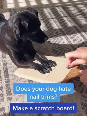 For a dog who hates nail trims, scratch boards are the best solution! #DogTraining #positivedogtraining #dogsoftiktok #chihuahua #dogtok #grooming #nailtrims #onthisday 