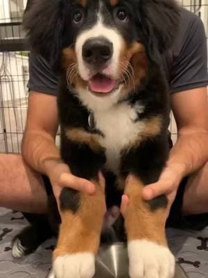 My drummer boy!  #drums #throwback #doglovers #doglover #instadog #doglife #puppy #puppylove #puppyoftheday #puppydog #puppylife #puppygram #puppytok #puppies #bernesemountaindoglovers #bernesemountaindogoftiktok #bernesemountaindogpuppy #bernesemountaindog #bernese #feature #toofunny #cutepuppy #bernesecorner #bernerlife #amazonpets #peoplepet #thelittlethings #fyp #viral #trending