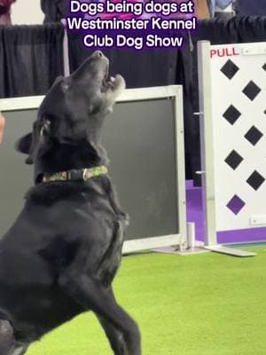 Agility Dogs just wanna have fun #WestminsterDogShow #AgilityDogs #dogsbeingdogs @Westminster Kennel Club [invited]