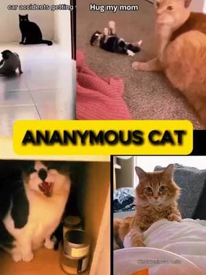 Description: FELINE FRENZY! Catch the purr-fect wave of cat trends taking TikTok by storm! Hashtags: #CatsofTikTok #FelineFrenzy #CatLovers #TrendingCats #ViralKitties #PurrfectlyFunny #FurryFriends #WhiskerWonderland #CatTikTok #14 #febraury #fyp 