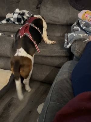 I just wanted up on the couch, and my Mom didn’t want to help, at all.  #basset #bassethound #hound #puppy #dog 