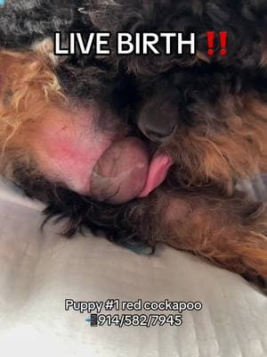 LIVE BIRTH ❤️  . . . #cockapoo #cockapoopuppy #cockapoosofinstagram #cockapoopuppies #f1cockapoo #f1bcockapoo #cockapooclub #cockapoopup #goldendoodles #goldendoodle #minigoldendoodle #dogsofcharlotte #doodlesofnc  #charlottenc #cockapoolovely #doodlesofatlanta #cockapoopuppiesofinstagram #cockapoopuppylove #cockapoopuppieso#dogsofcharlotte #greensboro #Atlanta #minipoodle #minipoodlepuppy #minipoodlepuppies #minipoodlesoftiktok #poodle #toypoodle I#toypoodlesoftiktok #toypoodlepuppy #minipoodles #minipoodlemix 