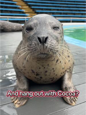 Join our flipper friends who call Hersheypark home on Monday February 10th at 12pm ET & Friday February 14th at 1pm ET. Scooter, Cocoa and the rest of the crew can’t wait to see you there! #oceanconnections #nonreleasable #marinemammals #sealtok #ValentinesDay #animalsoftiktok #hersheypark #sealion #tiktoklive #live #sealtok 