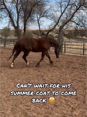 We just gotta make it through a couple more months till summer returns 😩 #fyp #fypage #foryoupage #horsesoftiktok #ranchriding #geldings #sorrelhorse #quarterhorse #qh #senoirhorses #sorrels #western #Summer #winter 