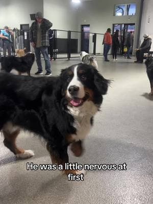 Highly recommend an indoor dog park if you live somewhere cold!!  #bmd #goodboy #berner #bernesemountaindog #bernesepuppy #willard #goodboywillard #pup #dogsoftiktok #doglover #dog #dogs 