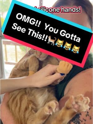 These are going to be the talk in your next family photo! #laughter #hilarious #catsoftiktok #cat #cats #funnyvideos😂 #pets #humor #garfieldthecat #photography #picture #kitten #crackingup 