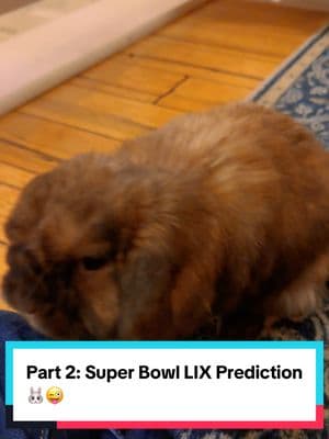 Previous years Gordo has predicted the Super Bowl and has been always right , will see if this year he also made the right decision ? 🧐🐰 #justforfun #funtimes #Super Bowl #predictions #predicciones #superbowlprediction #followme #cutepetsoftiktok #myboy #seattletiktok #washingtonstate #kansascity #eagles #eaglesfootball #eaglesfans #chiefsfootball #eaglesfootball #sundayfunday #sundayreset #prettyboy #PetsOfTikTok #gordito #gordo_travieso #elgordo #thecutest #gordothecutest #mybaby #bunny #conejito #fypdongggggggg #fyp #mylove #premonition 