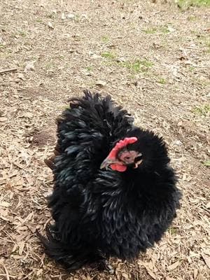 Frazzle the Frizzle #ilovechickens #chickensoftiktok #chickens #Love #featheredfriends #ilovechickens #frizzlechicken 