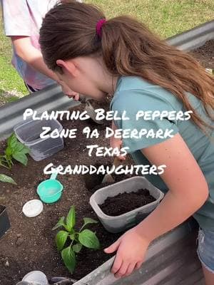 #papafuller #urbangarden #gardening #foryourpage #fyp #raisedbed #bellpepper #rootinghormon