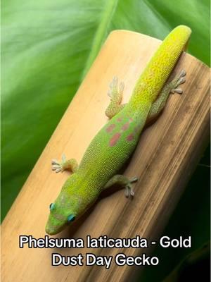 Phelsuma laticauda - Gold Dust Day Gecko 🦎  #daygecko #gecko #lizard #phelsuma #golddustdaygecko #reptile #pet #geckobreeder #reptilekeeper #hobby #bioactive #vivarium #fyp 