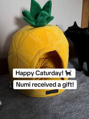 🐈‍⬛ 🍍 Numi got a gift! 🎁  . #caturday  #caturdayvibes  #minipanther  #minipanthersoftiktok  #blackcatsoftiktok  #blackcats  #catmomlife  #catmomproblems  #catlover  #catlovers  #catloversclub  #catloversoftiktok  #catloversworld  #wildrootsmagick  #witchyaf  #babybarndo  #lifewithnumi  #seizurealertcat  #servicecat 