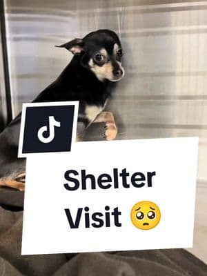 Many homeless dogs in shelters 🙏🙏🙏 #shelter #shelterdog #poordog #homelessness #dogs #dogsoftiktok #dogsvideo #kennel #pets #PetsOfTikTok #fyp #foryou #germensheperd #dogtok 