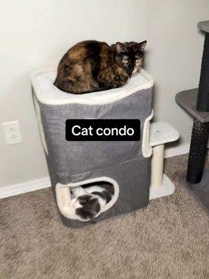 @Yitahome Furniture My cats are loving their condo. As you can see! #catcondo #catscratcher #catlounge #catbed #cattoy #tiktokshopfinds #catsoftiktok #yitahomefurniture #yitahome 