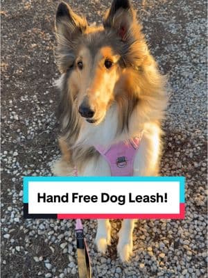 Toogie has been making some bad dog decisions… and needs to brush up on her training! This leash made it so easy to bring her along for tonight’s chores! #loveatfirstfind #roughcollie #baddog #dogs #TikTokShop 