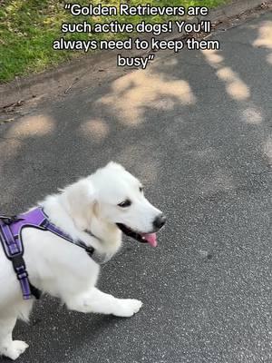 Last video shows what happens when we take Baker on a hike that’s “too far” for him and he’s done by the end 😅 #fyp #goldenretriever #bakertheenglishcream #dogsoftiktok #goldenretrieverlife #englishcream #englishcreamgoldenretriever #dog #puppy #sleepy #sleepydog 