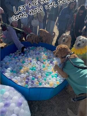 Best #dogbirthdayparty ever! #goldensingolden #dogpartytime #goldenretrieverlife #ballpitfun   Some dogs get treats for their birthdays, mine get an entire #goldenretriever #festival  